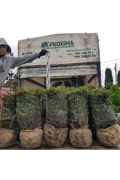 Спірея японська Літл Принцесс (рожева) - ТОПІАР Куля_ком40кг/вис.50-60см/Ø60-80см